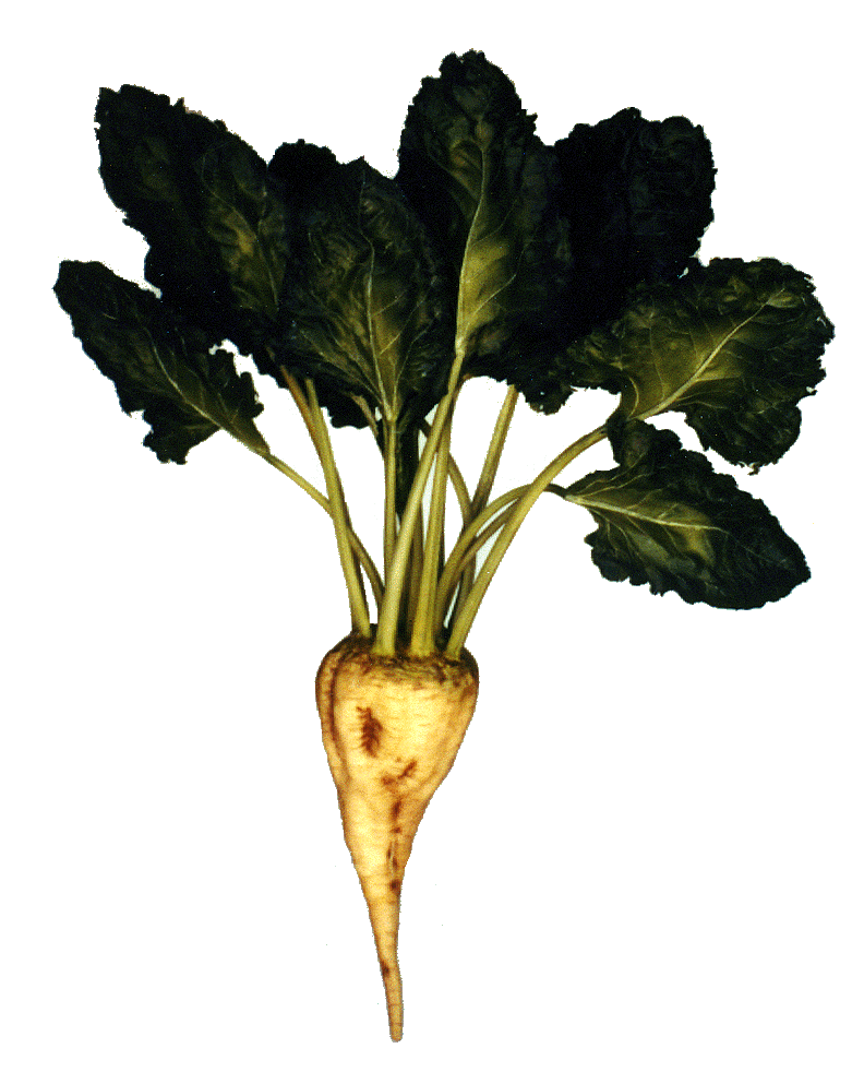 sugarbeets